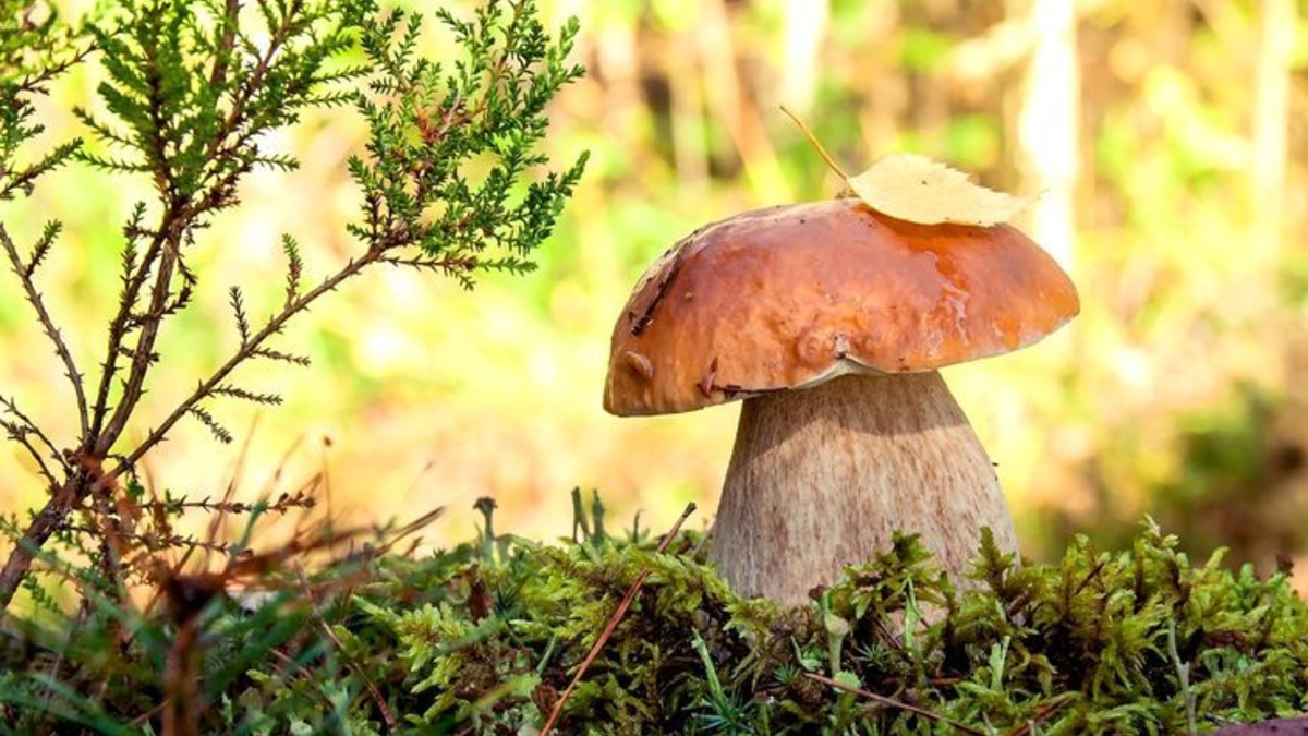 Де збирати гриби у Карпатах 2025: перевірені грибні місця та корисні поради грибникам