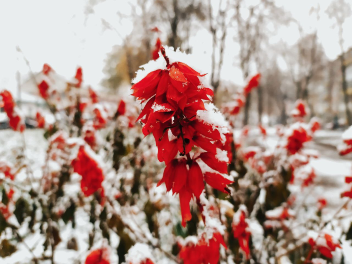 Догляд за садом у грудні: що перевірити та підготувати до весни