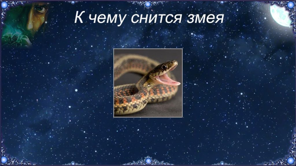 К Чему Снится Змея: Значение, Толкования и Символика