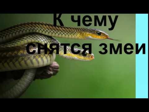 К Чему Снится Змея: Значение, Толкования и Символика