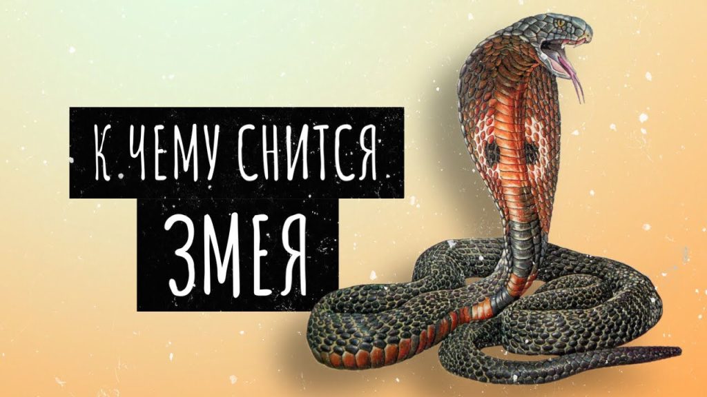 К Чему Снится Змея: Значение, Толкования и Символика