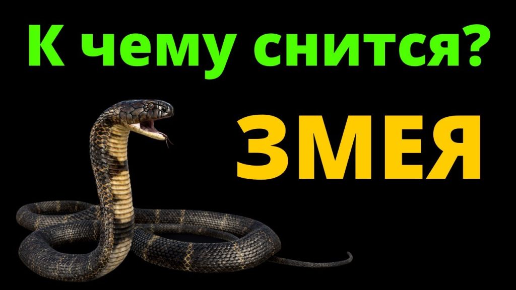 К Чему Снится Змея: Значение, Толкования и Символика