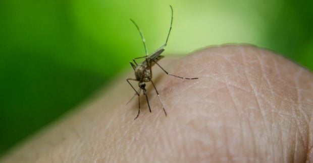 Інфікують комарі: на популярних курортах Європи поширюються небезпечні хвороби